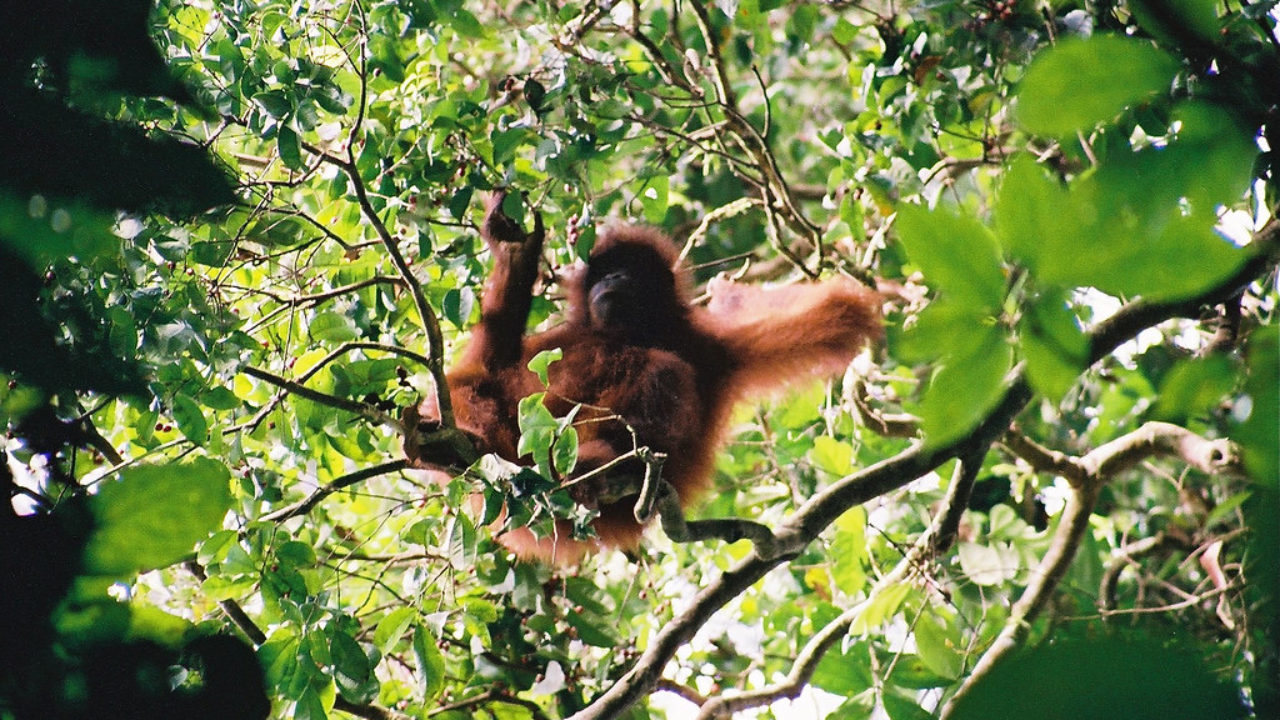 Bornean Orangutan